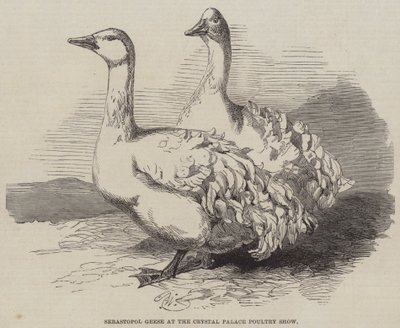 Sebastopol-gæs ved Crystal Palace fjerkræudstilling af Harrison William Weir